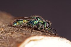 Trichrysis cyanea