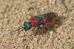 Hedychrum niemelaei