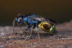 Omalus aeneus