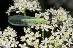 Chrysoperla carnea