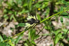 Libelloides coccajus