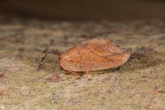 Drepanepteryx phalaenoides